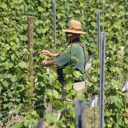 The Vines Oda ve Kahvaltı Trittenheim