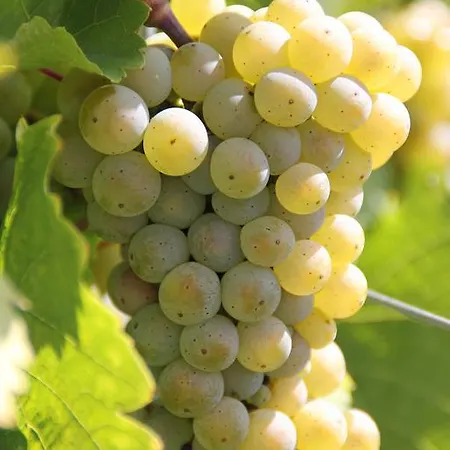 The Vines Oda ve Kahvaltı Trittenheim