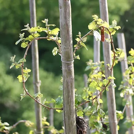 The Vines * Trittenheim