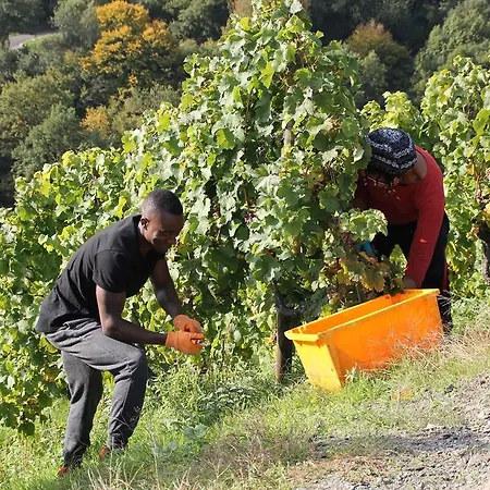 The Vines Oda ve Kahvaltı Trittenheim