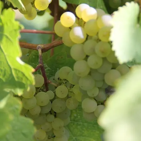 The Vines Trittenheim