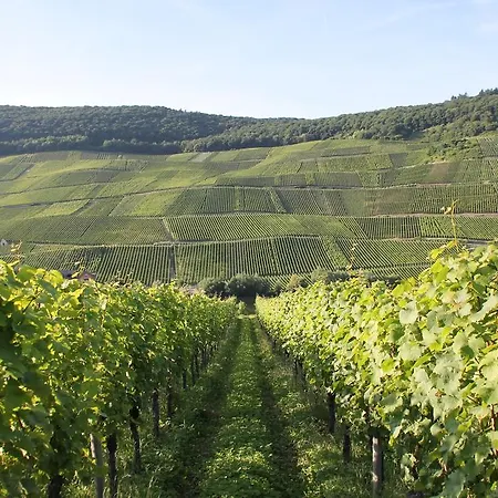 The Vines Oda ve Kahvaltı