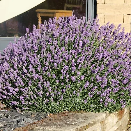 The Vines Trittenheim