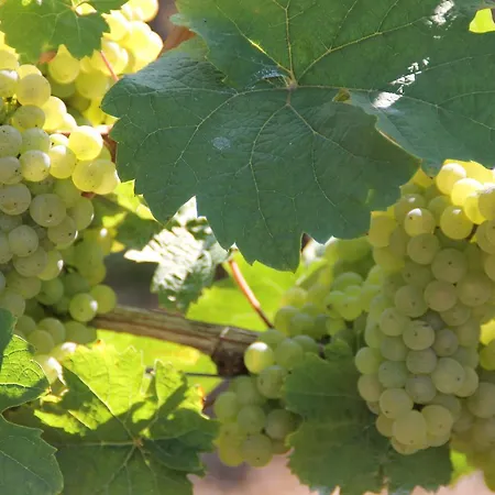 The Vines * Trittenheim